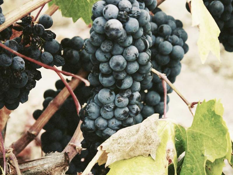 Popular Reads: Hidden Spots & Gourmet in the Tama Area